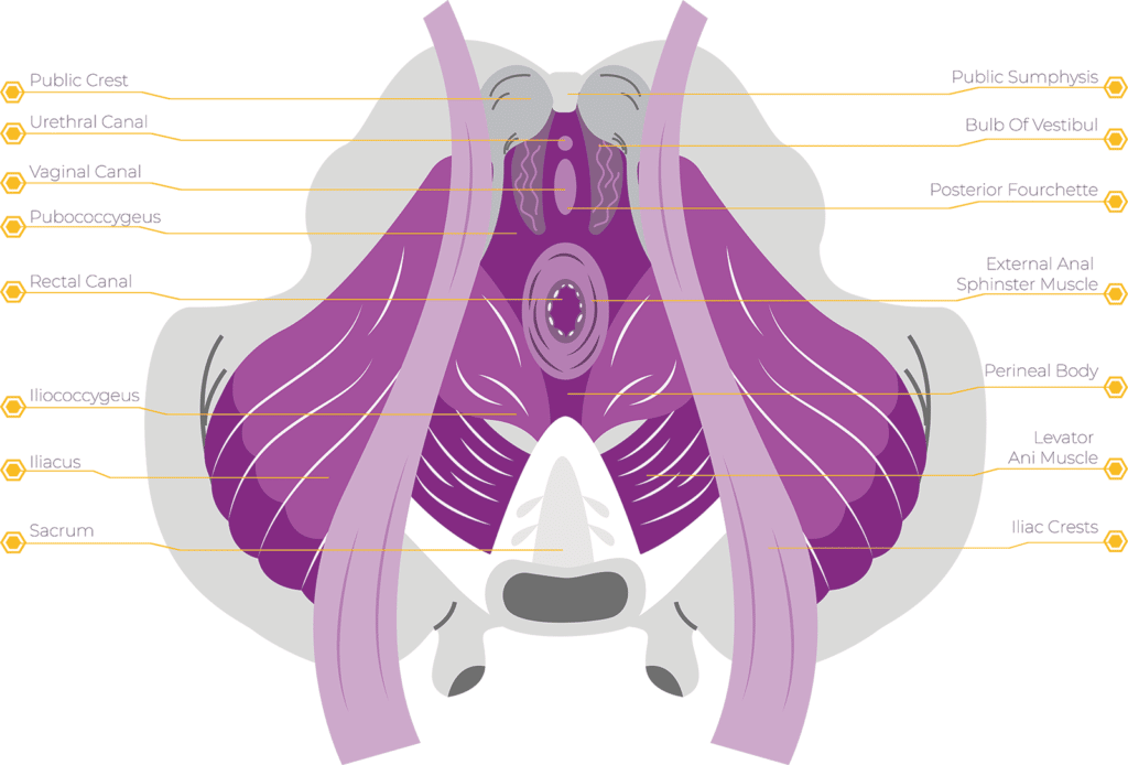 Anatomical diagram of pelvic floor