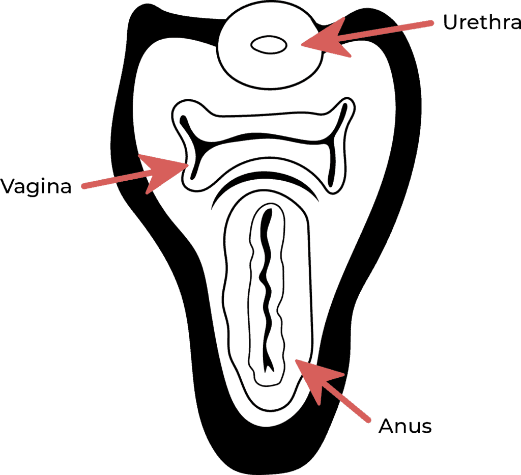 illustration of vaginal opening